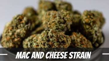 mac-and-cheese-strain