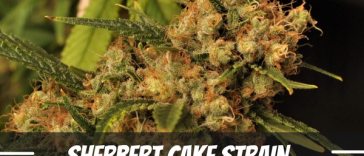 sherbert-cake-strain