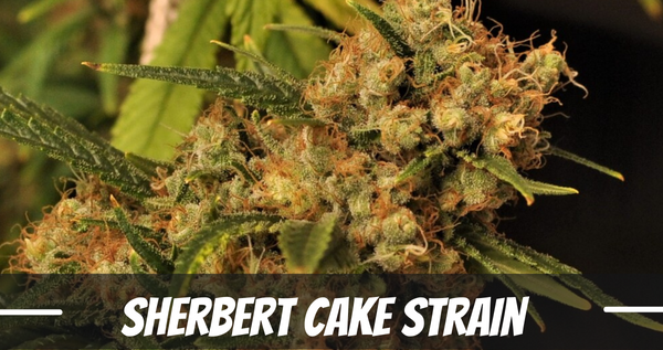 sherbert-cake-strain