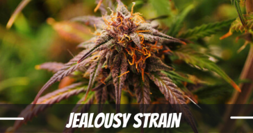jealousy-strain