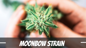 moonbow-strain