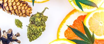 where-my-terps-at?-the-highest-terpene-strains-in-canada-right-now