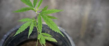 cannabis plant cbd
