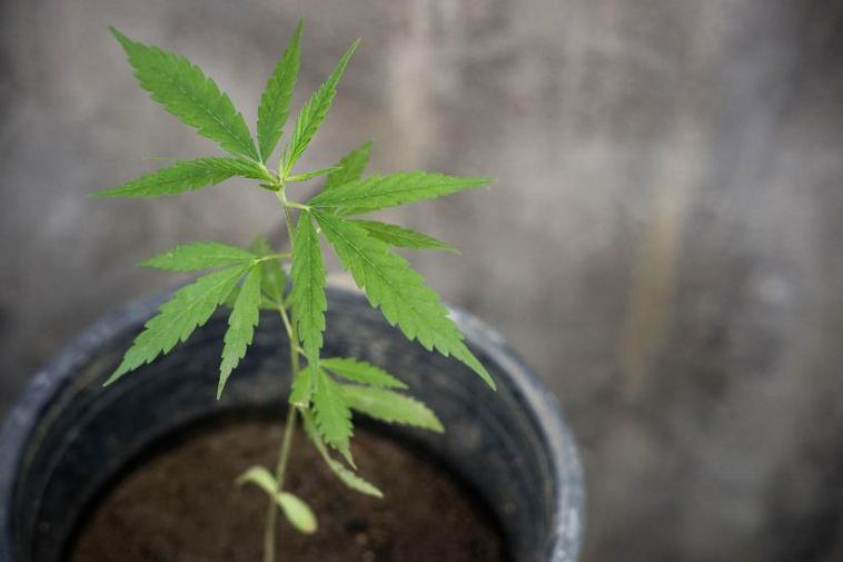 cannabis plant cbd