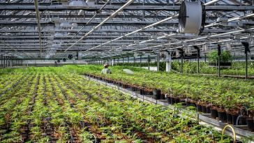 legal-cannabis-is-america’s-6th-biggest-cash-crop