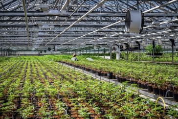 legal-cannabis-is-america’s-6th-biggest-cash-crop