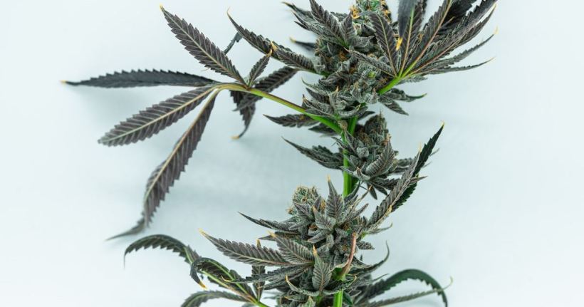 cannabis stems