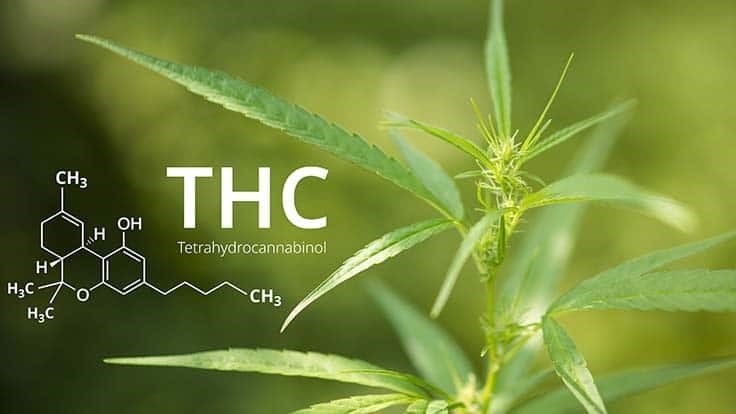 delta 9 thc
