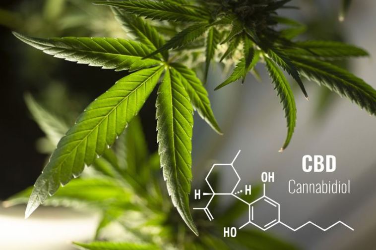 cbd buying tips for beginners