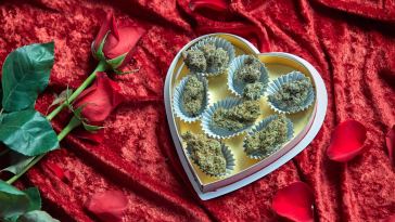 6-chocolate-weed-strains-worth-trying-this-valentine’s-day