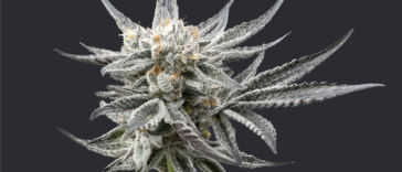 america-runs-on-oreoz—may’s-leafly-highlight-strain