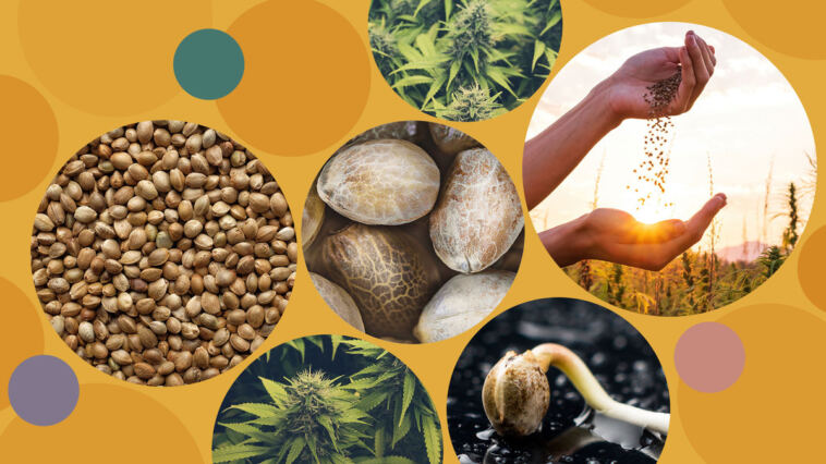 the-best-cannabis-seed-companies-2023