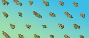 7-highest-thc-strains-in-2023