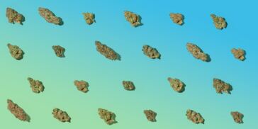 7-highest-thc-strains-in-2023