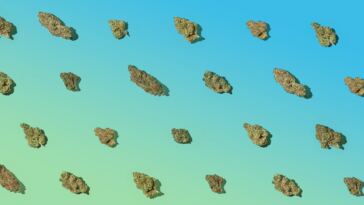 7-highest-thc-strains-in-2023