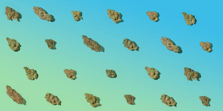 7-highest-thc-strains-in-2023