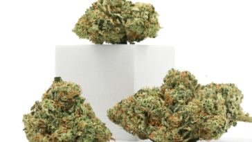 leafly’s-top-cbd-strains—summer-2023