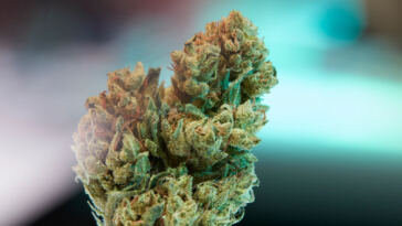 your-weed-is-old,-but-maybe-that’s-a-good-thing