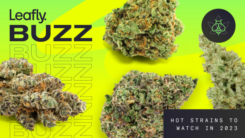 leafly-buzz:-13-top-cannabis-strains-of-september-2023