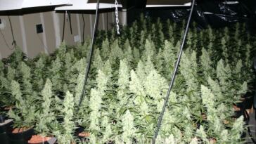 sea of green growing