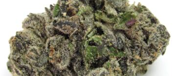 gas-face—seed-junky-genetics,-ca,-winter-2023