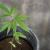cannabis plant cbd