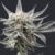 america-runs-on-oreoz—may’s-leafly-highlight-strain