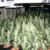 sea of green growing